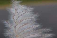 Saccharum spontaneum